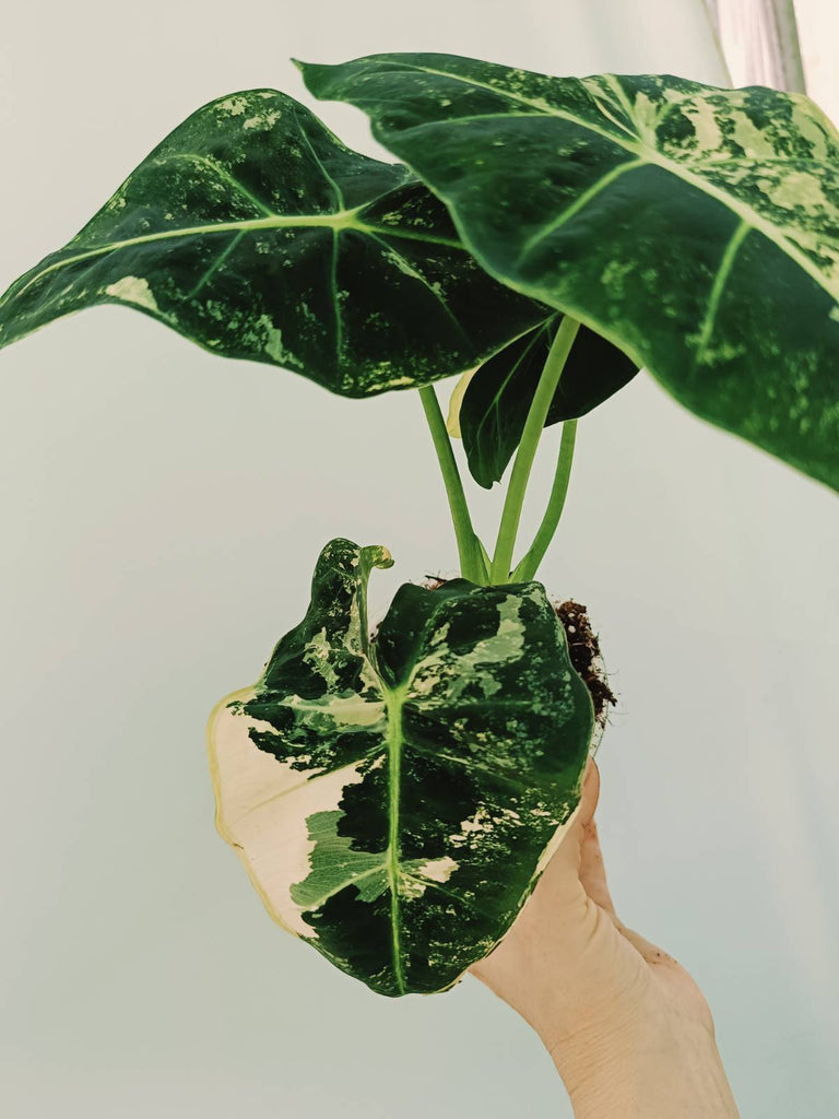 Alocasia micholitziana frydek variegata COMPACT