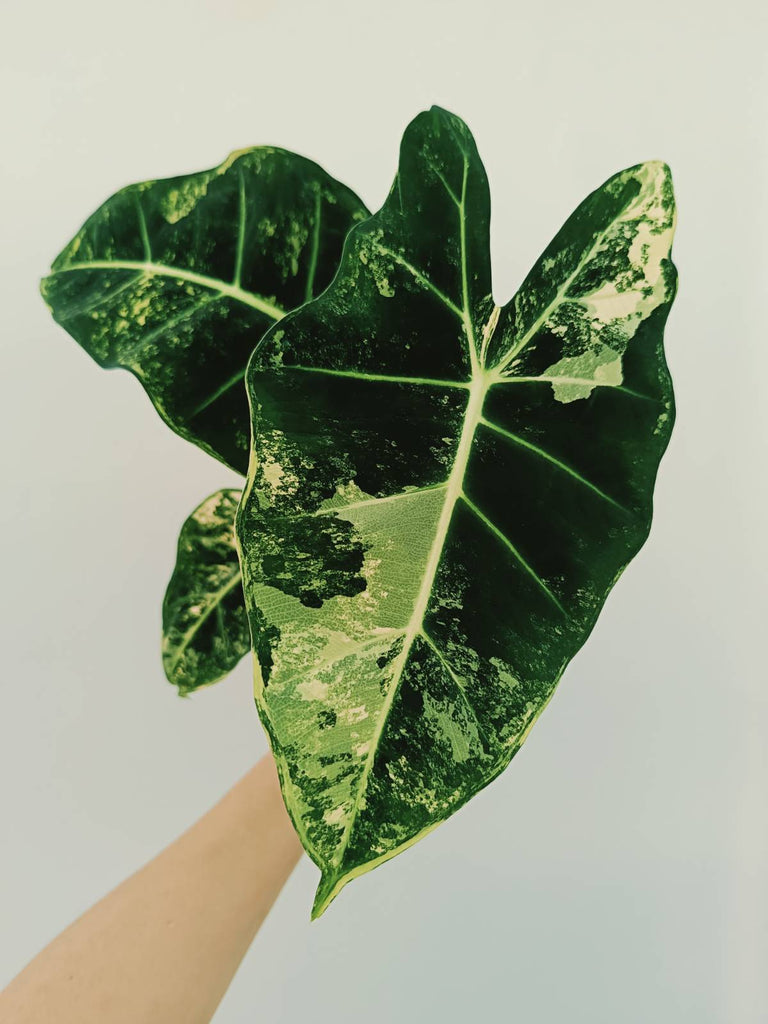 Alocasia micholitziana frydek variegata COMPACT