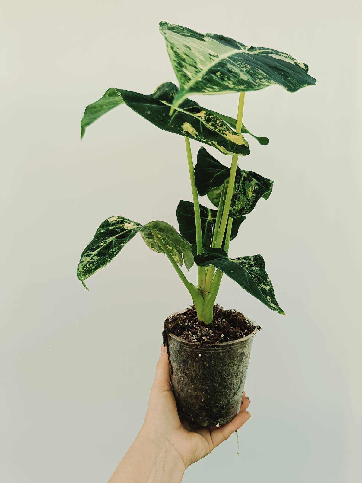 philodendron frydek Alocasia micholitziana frydek variegata COMPACT