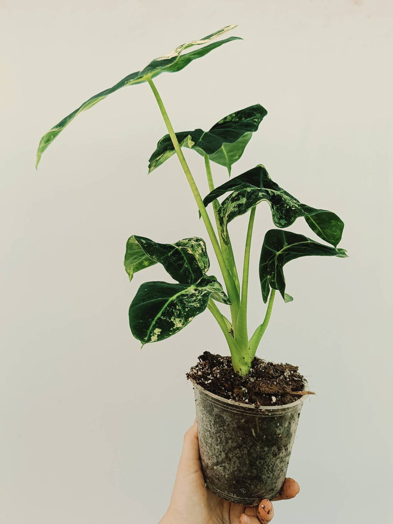 Alocasia micholitziana frydek variegata COMPACT