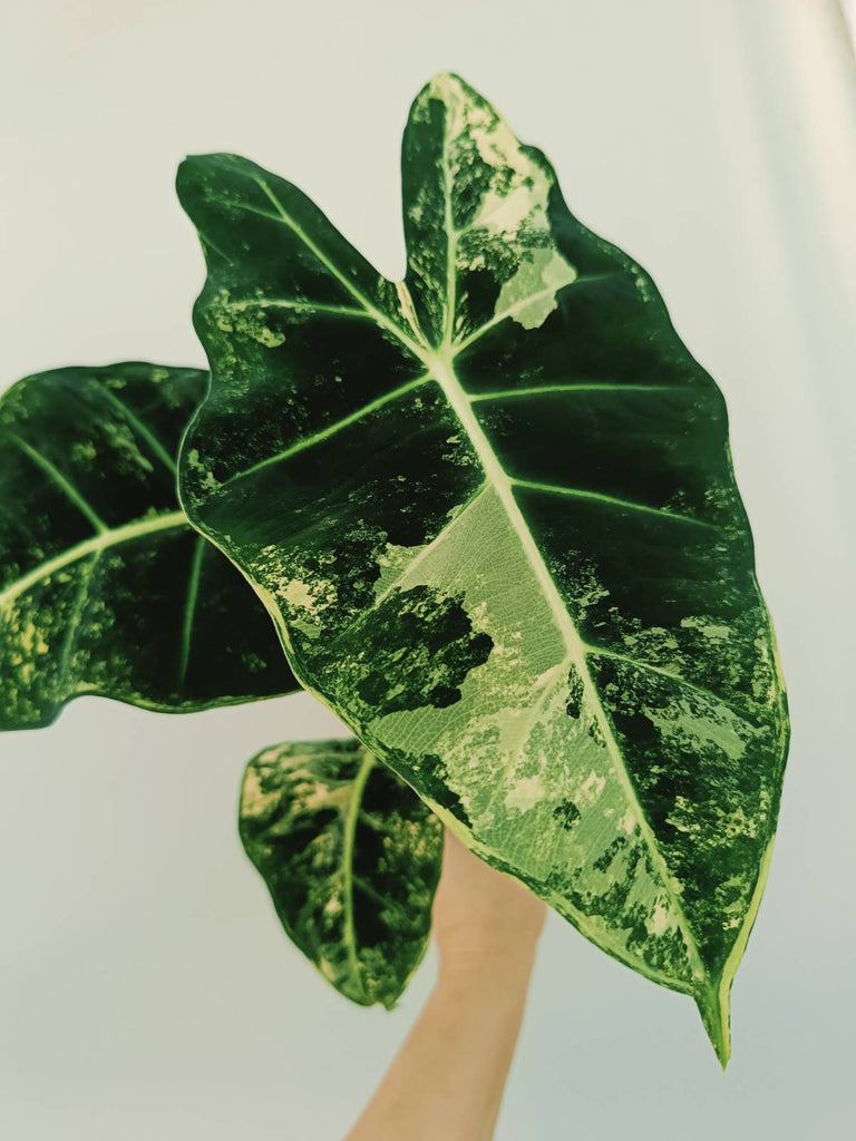 Alocasia micholitziana frydek variegata COMPACT