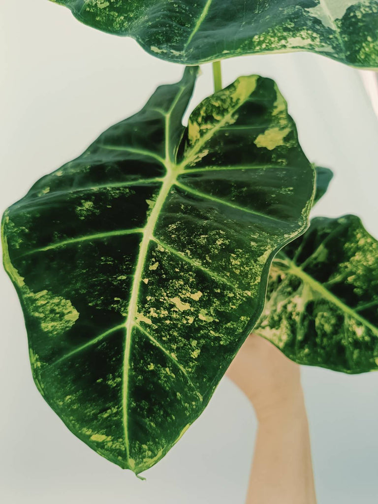 Alocasia micholitziana frydek variegata COMPACT