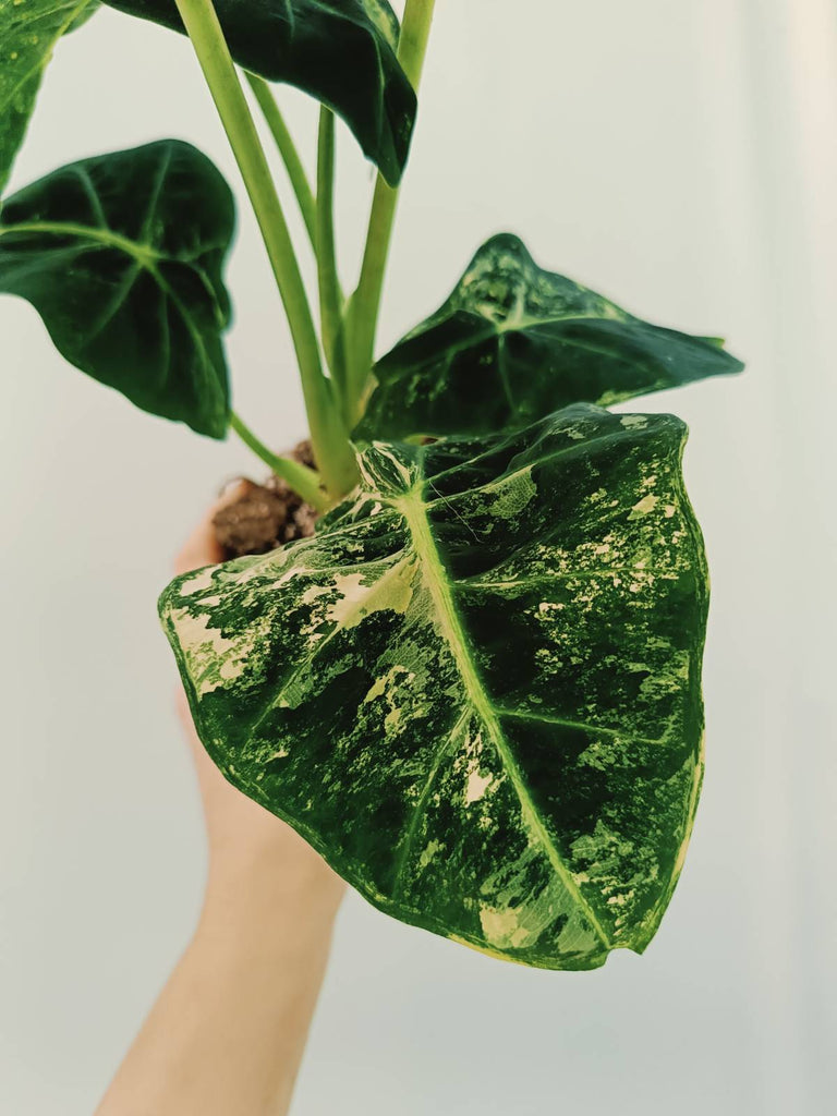 Alocasia micholitziana frydek variegata COMPACT