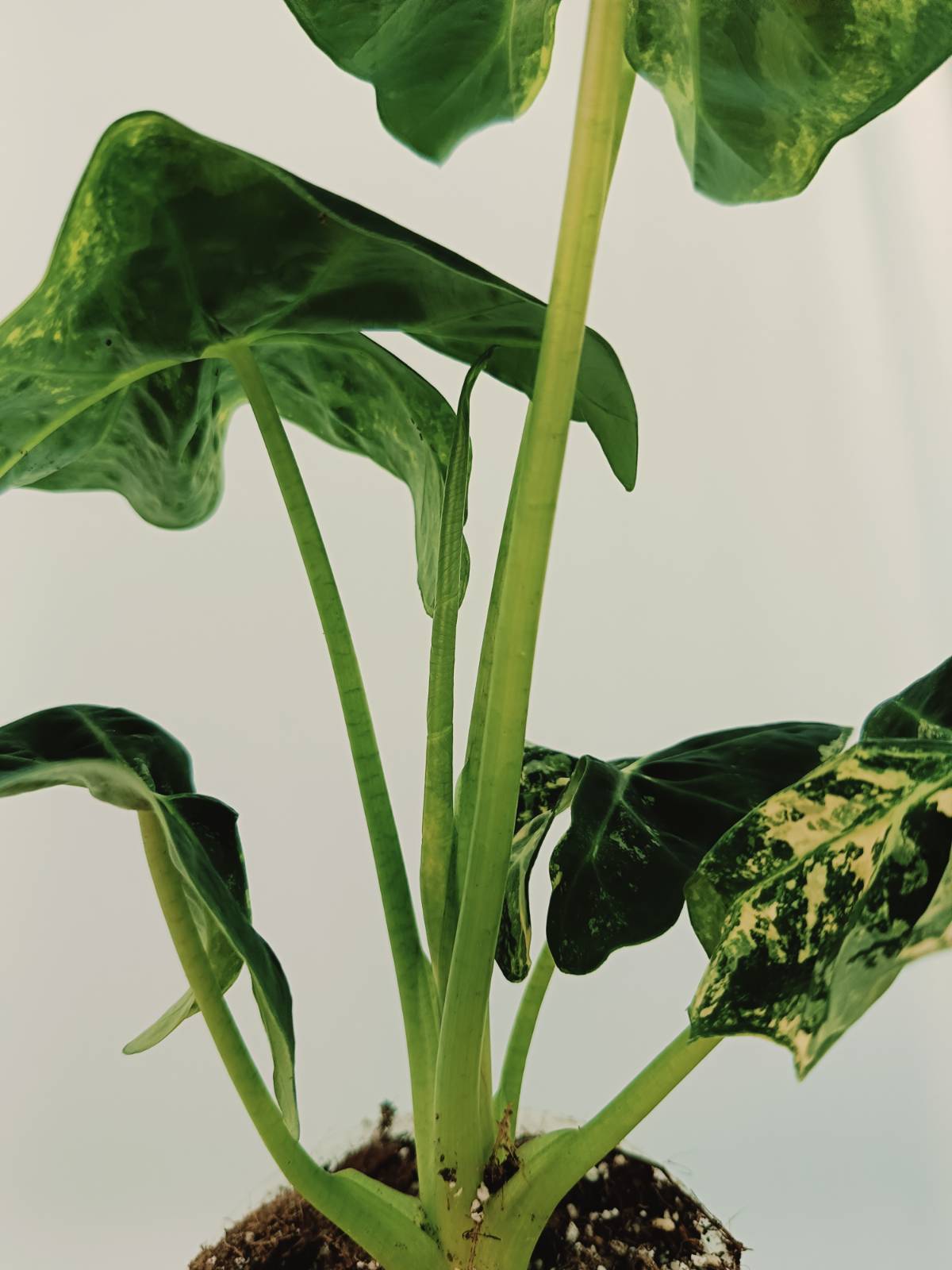 philodendron frydek Alocasia micholitziana frydek variegata COMPACT