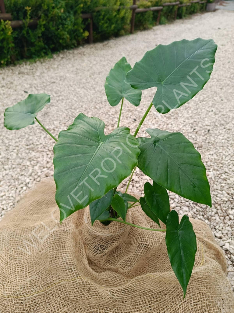 Alocasia gageana green