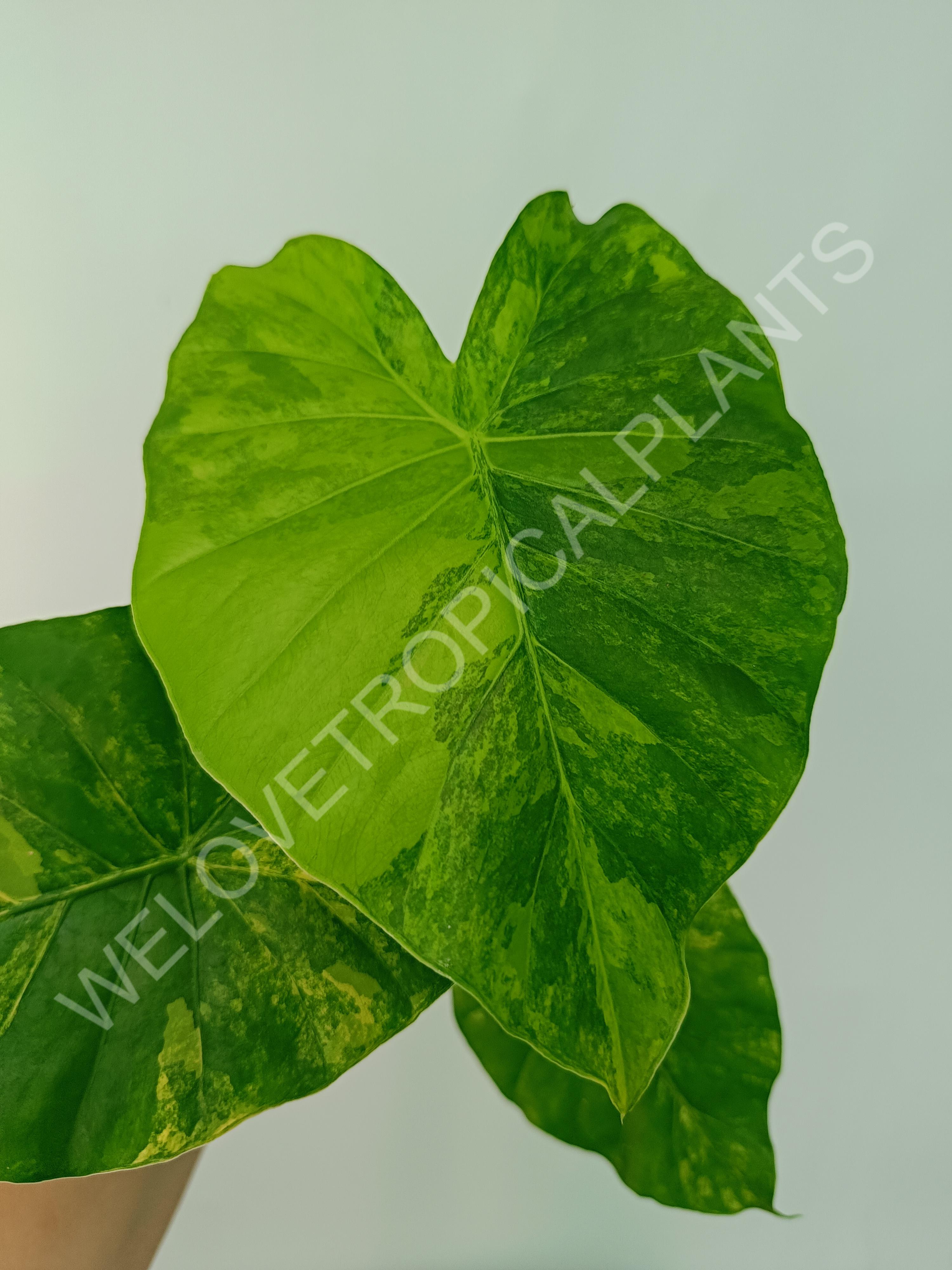 Alocasia odora gageana variegata aurea