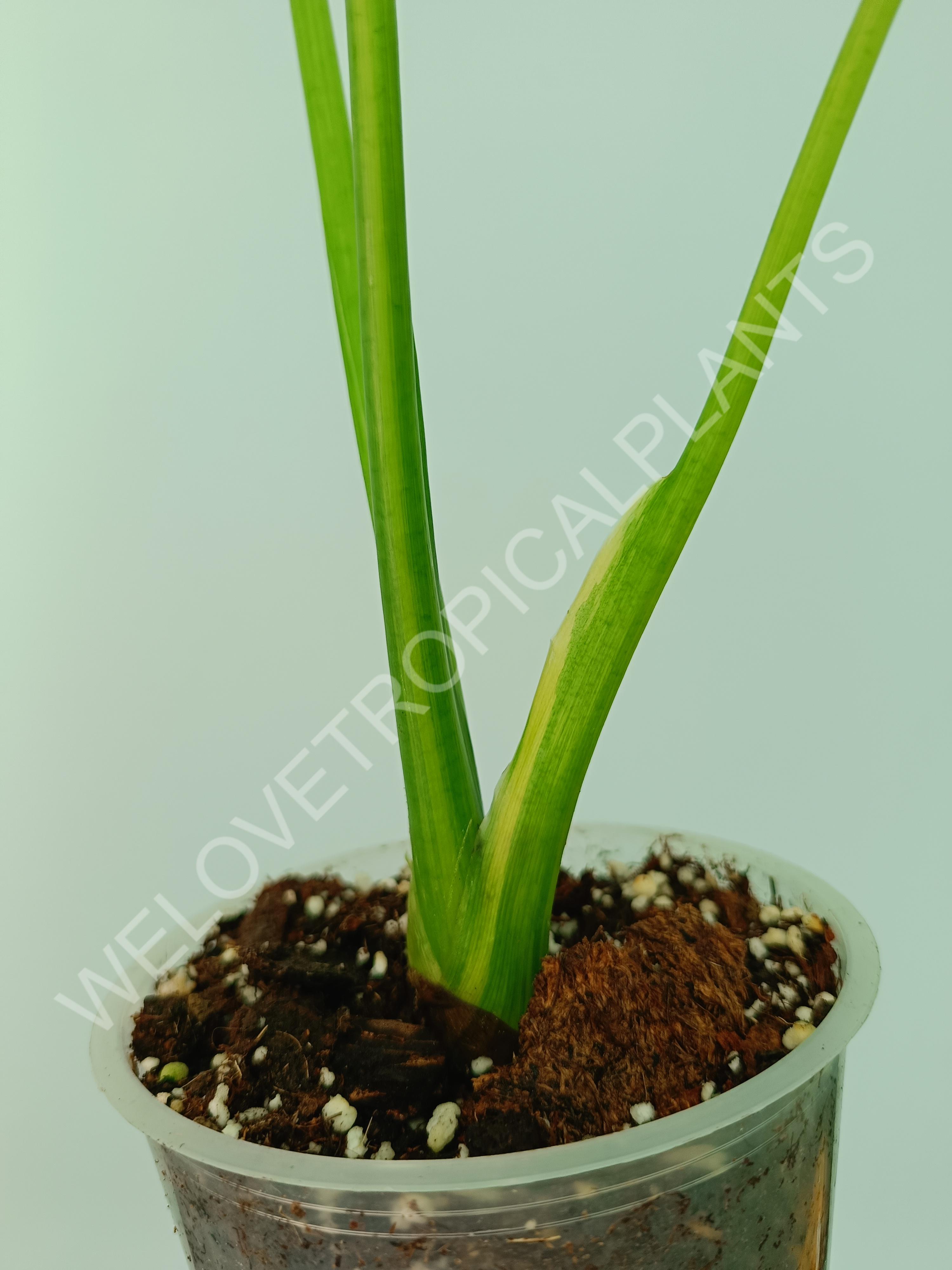 Alocasia odora gageana variegata aurea