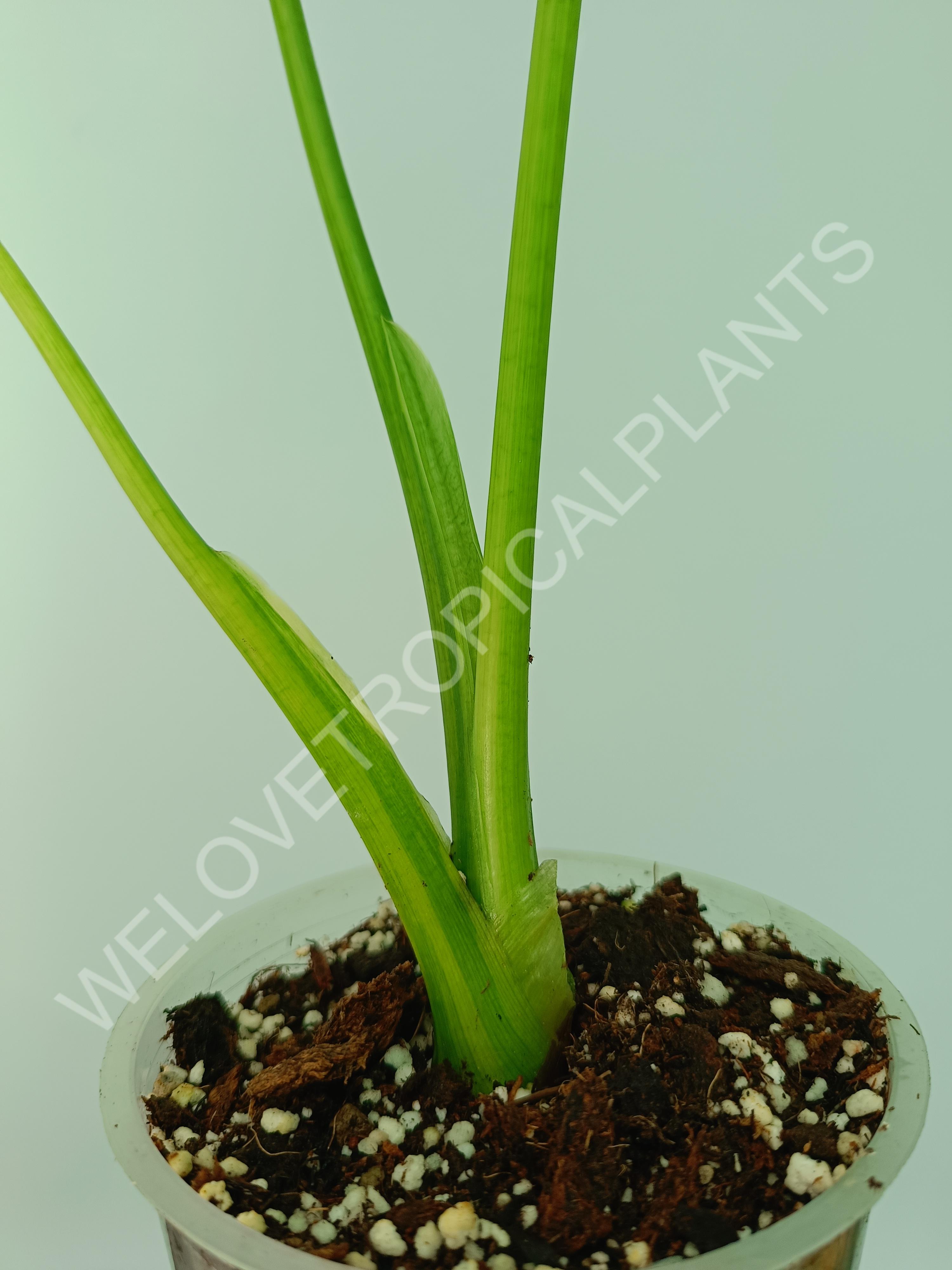 Alocasia odora gageana variegata aurea