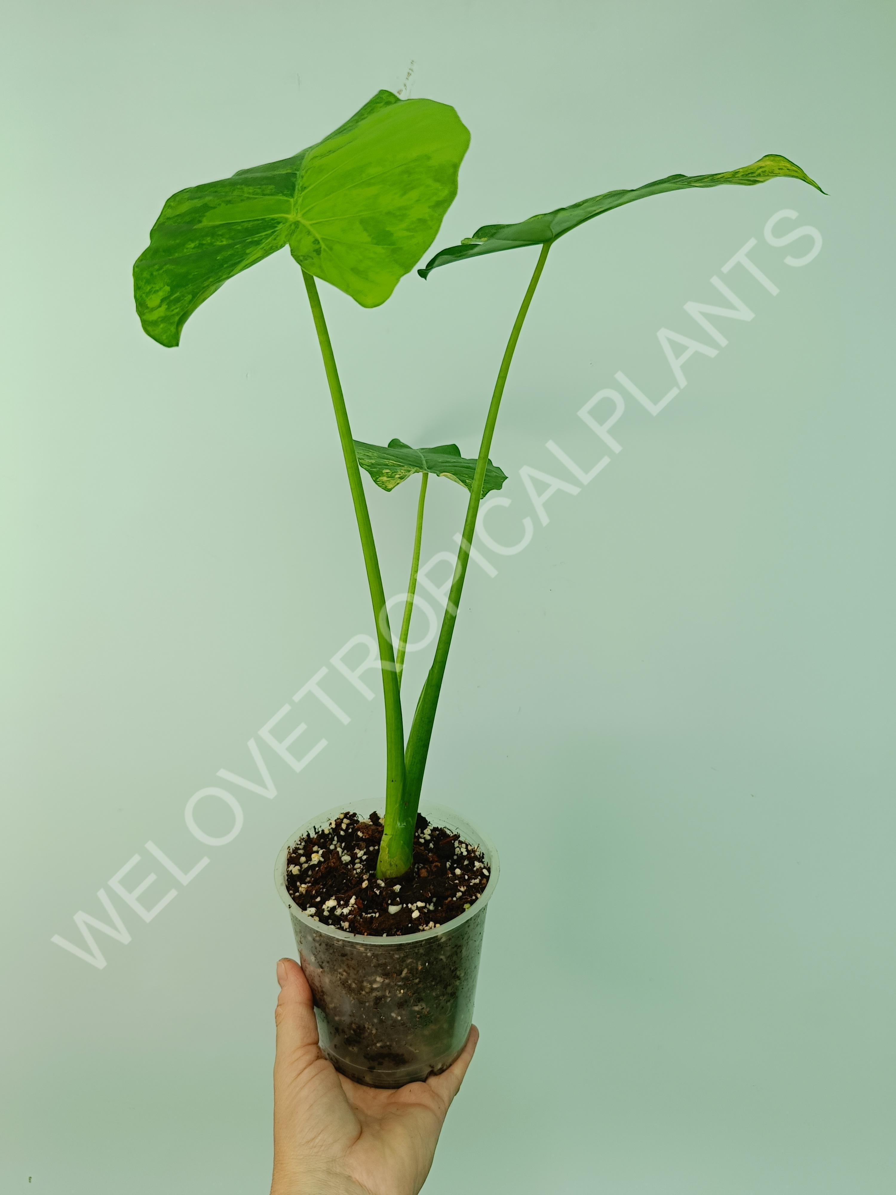 Alocasia odora gageana variegata aurea