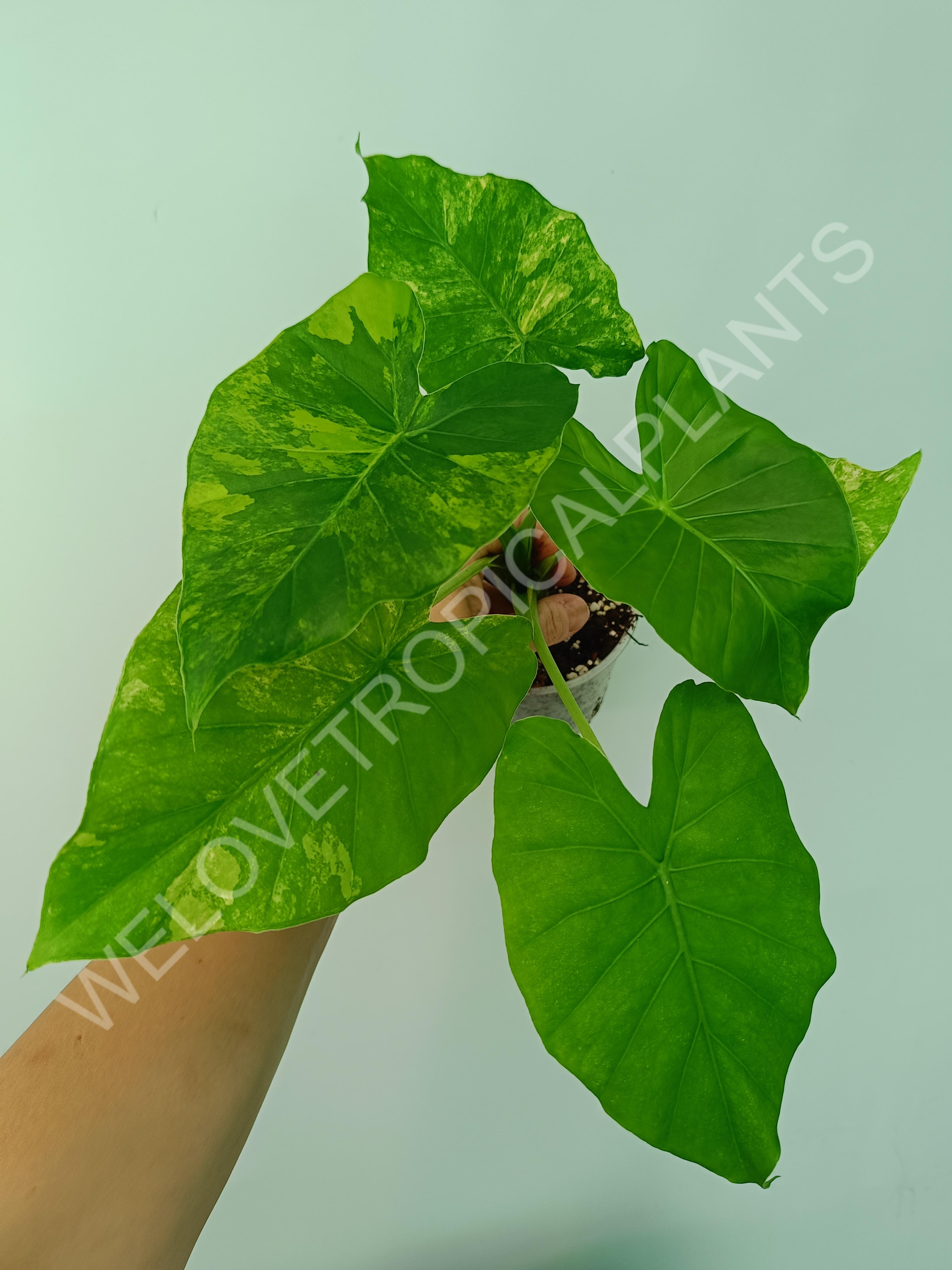 Alocasia odora gageana variegata aurea