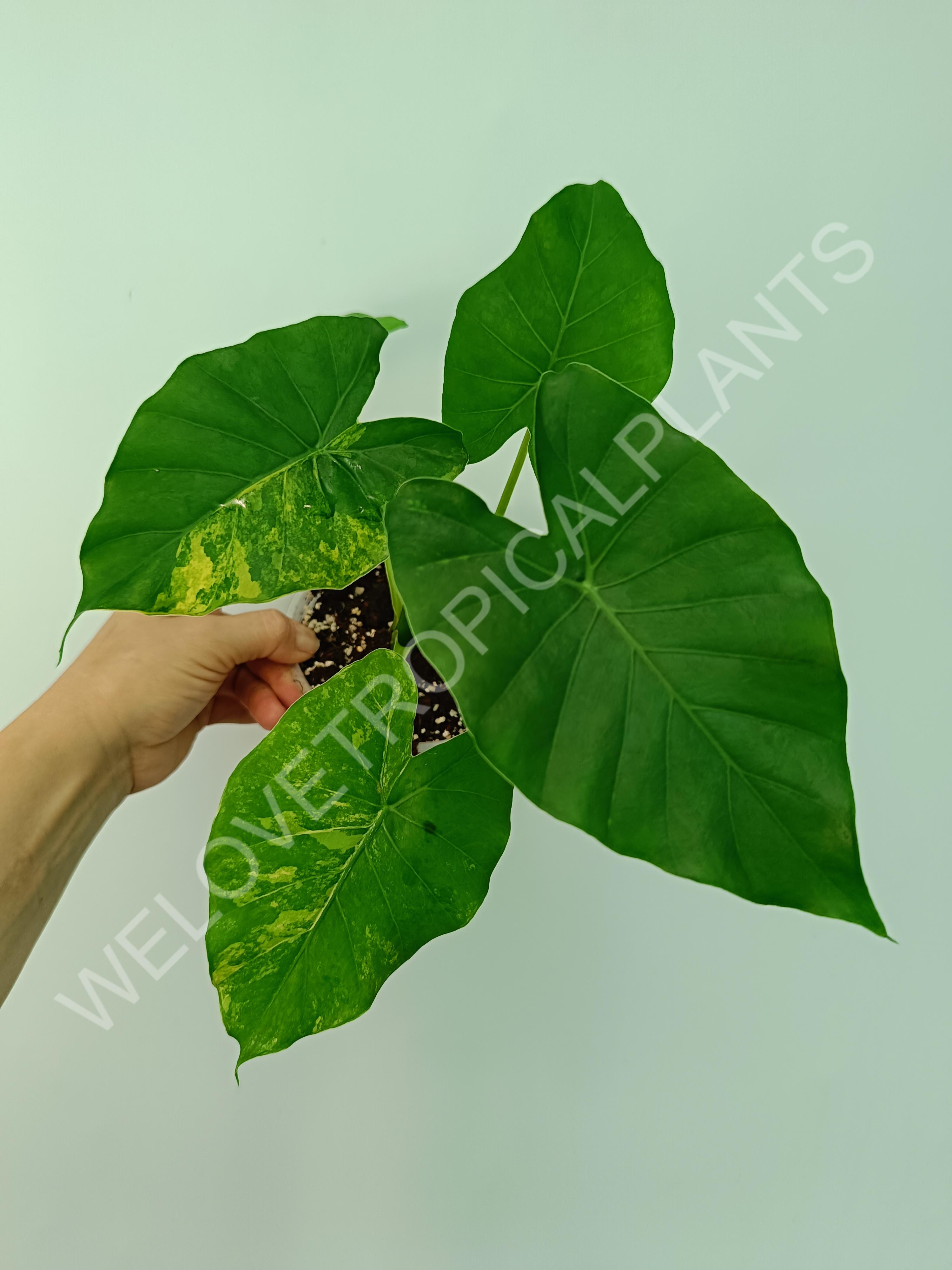 Alocasia odora gageana variegata aurea