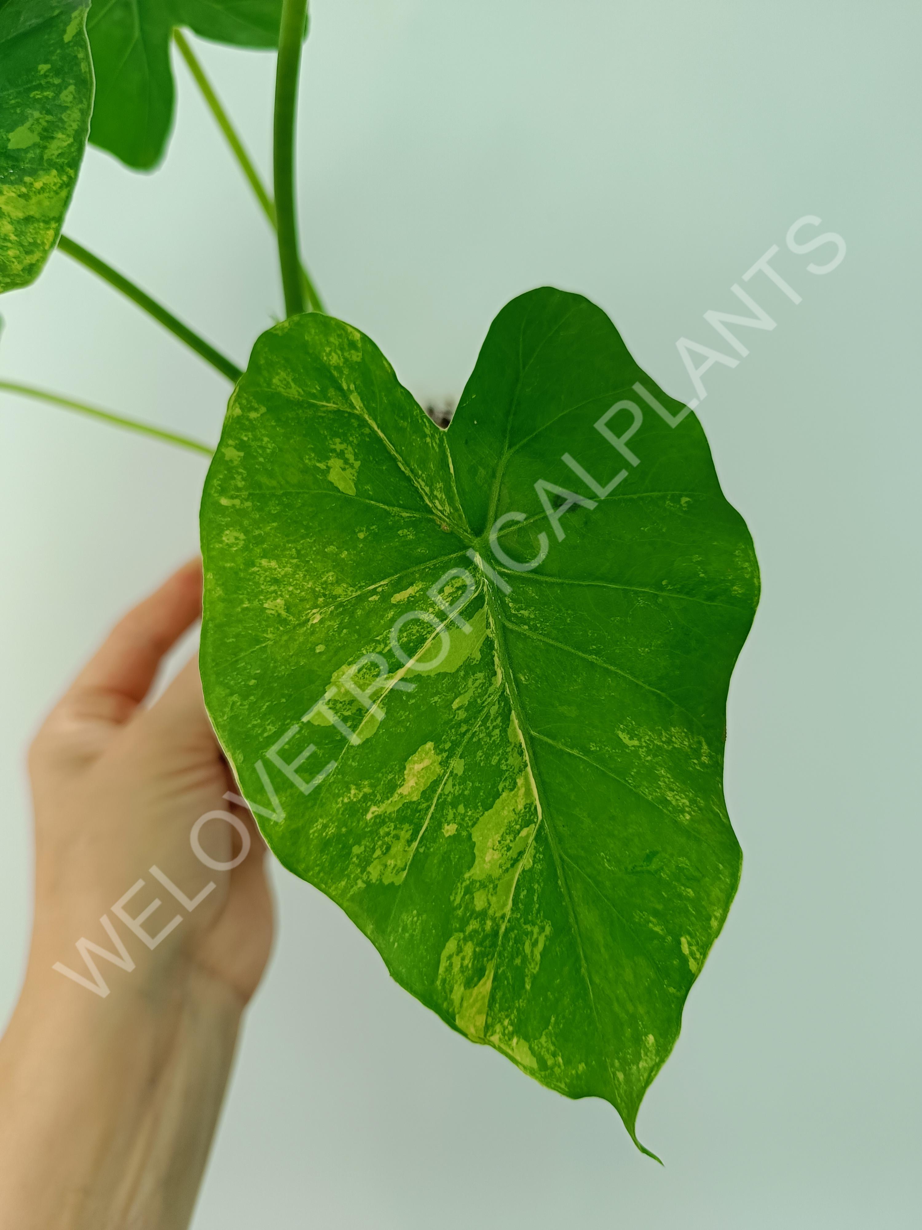 Alocasia odora gageana variegata aurea