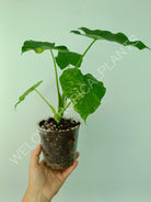 Alocasia odora gageana variegata aurea