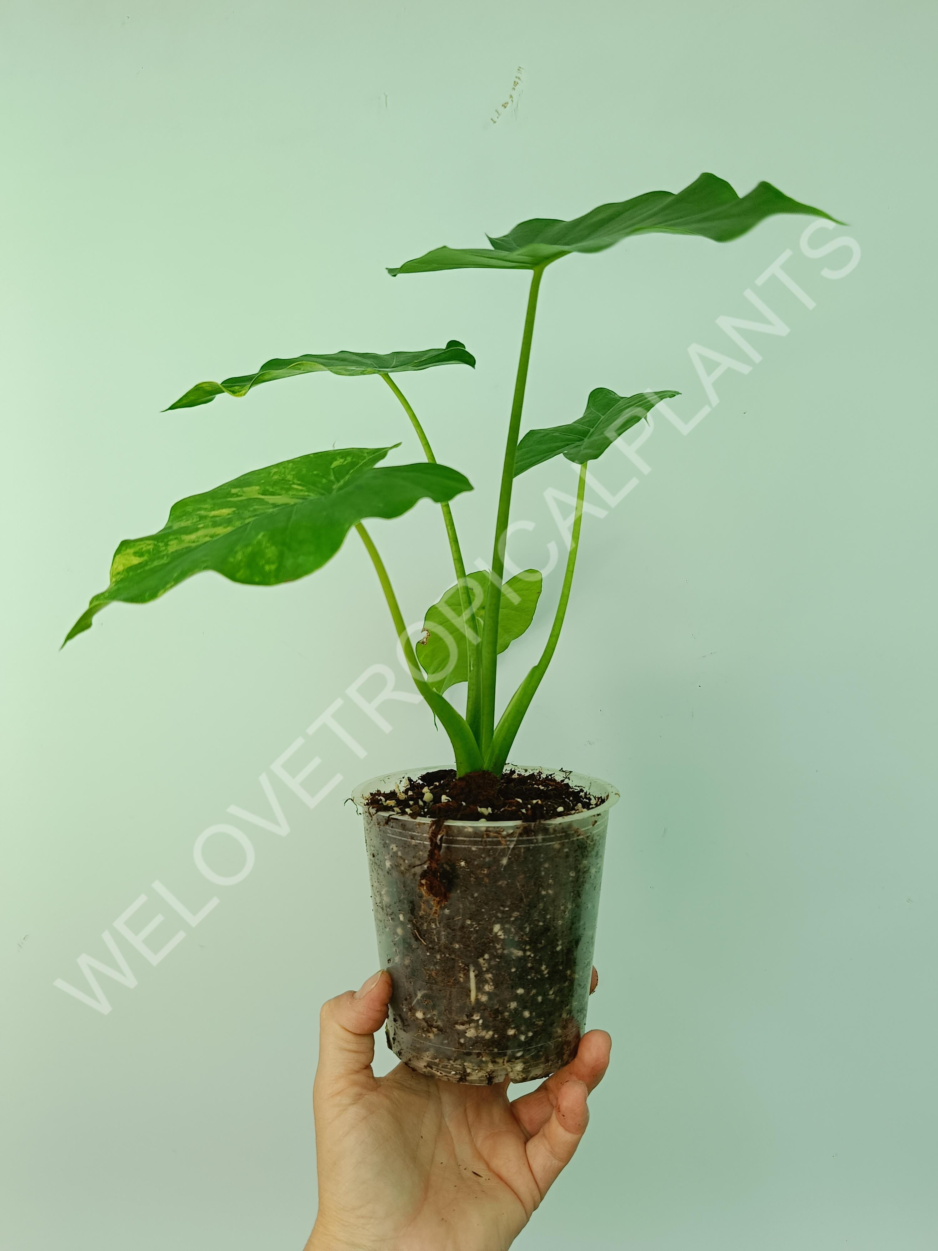 Alocasia odora gageana variegata aurea