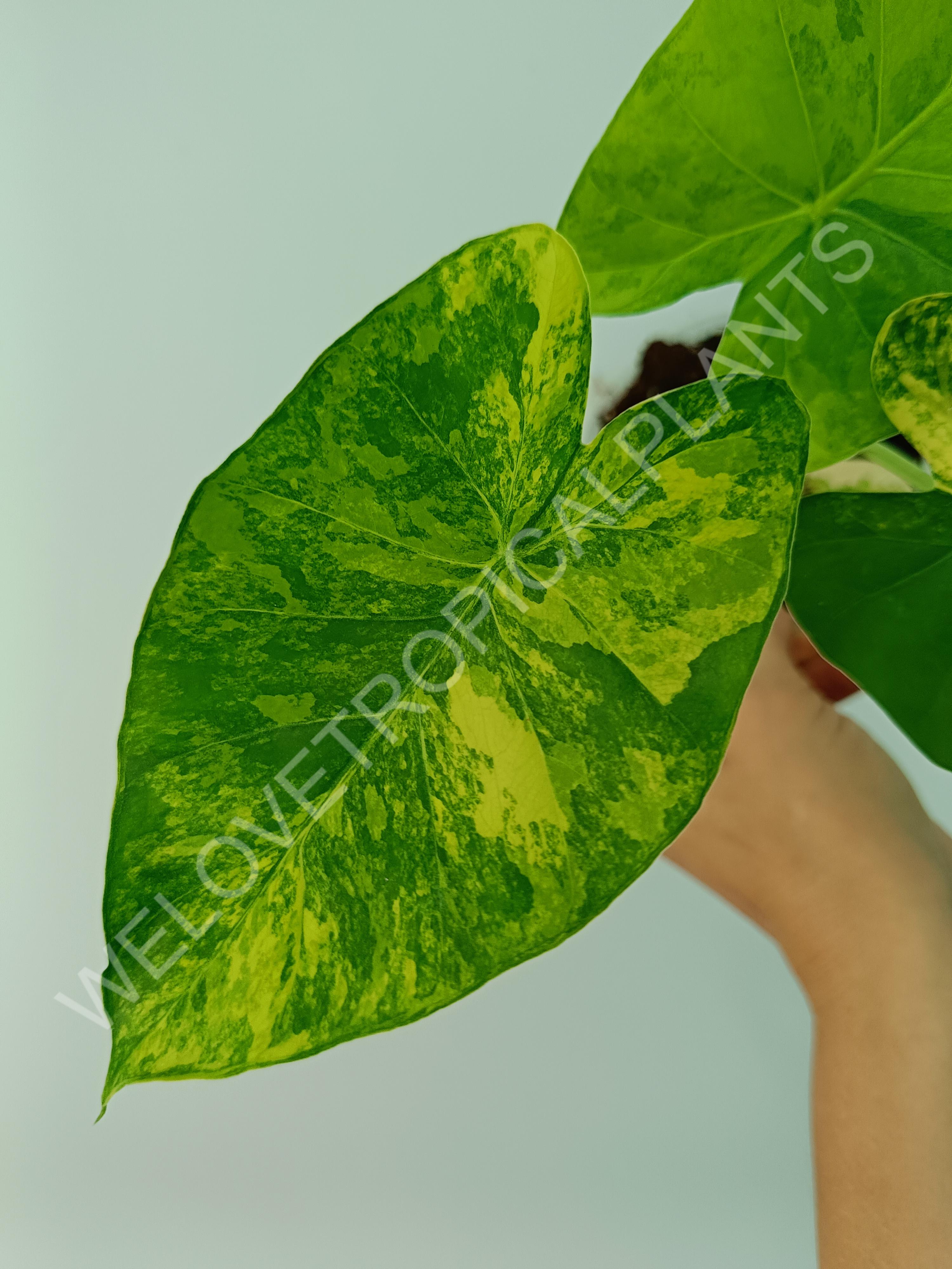 Alocasia odora gageana variegata aurea