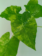 Alocasia odora gageana variegata aurea