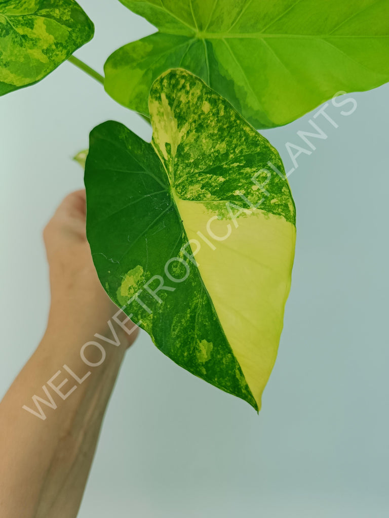 Alocasia odora gageana variegata aurea