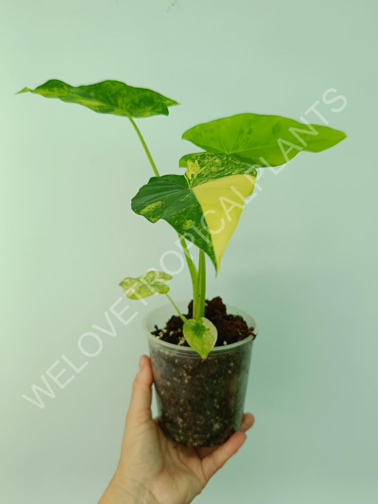 Alocasia odora gageana variegata aurea