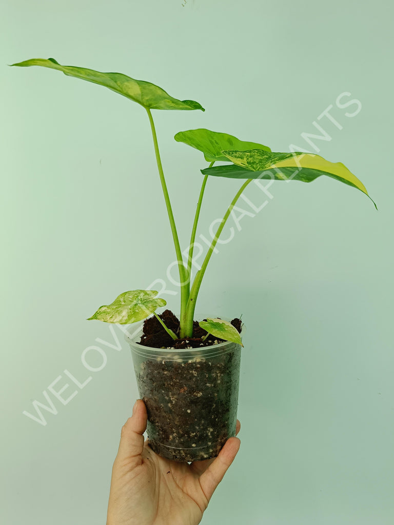 Alocasia odora gageana variegata aurea