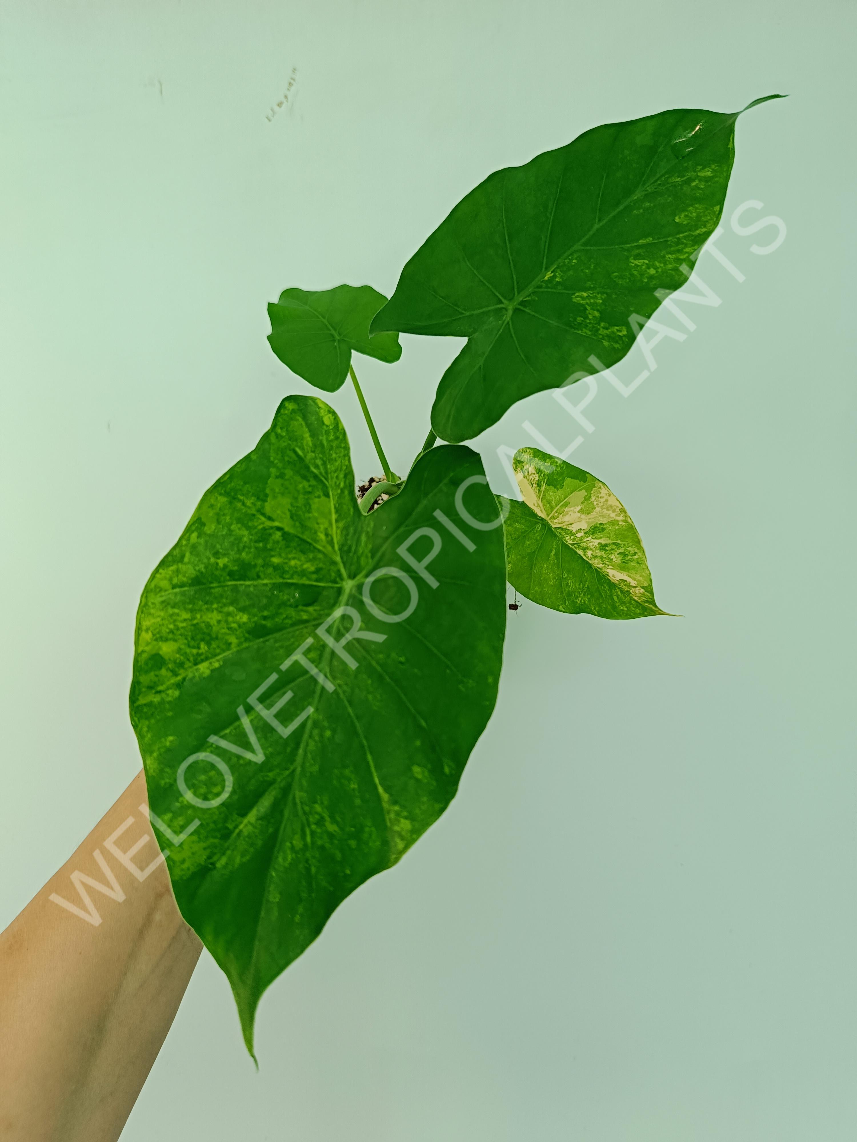 Alocasia odora gageana variegata aurea