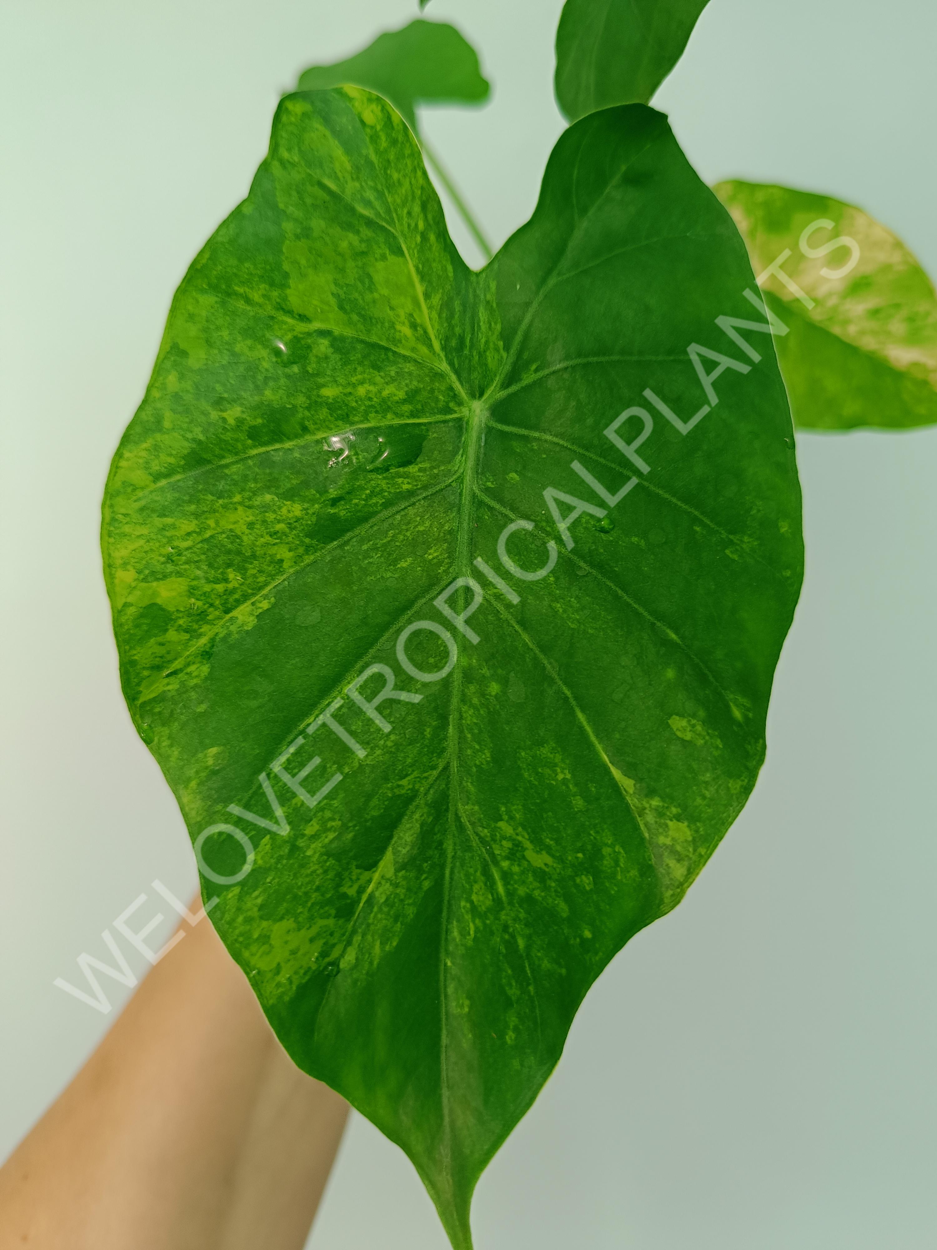 Alocasia odora gageana variegata aurea