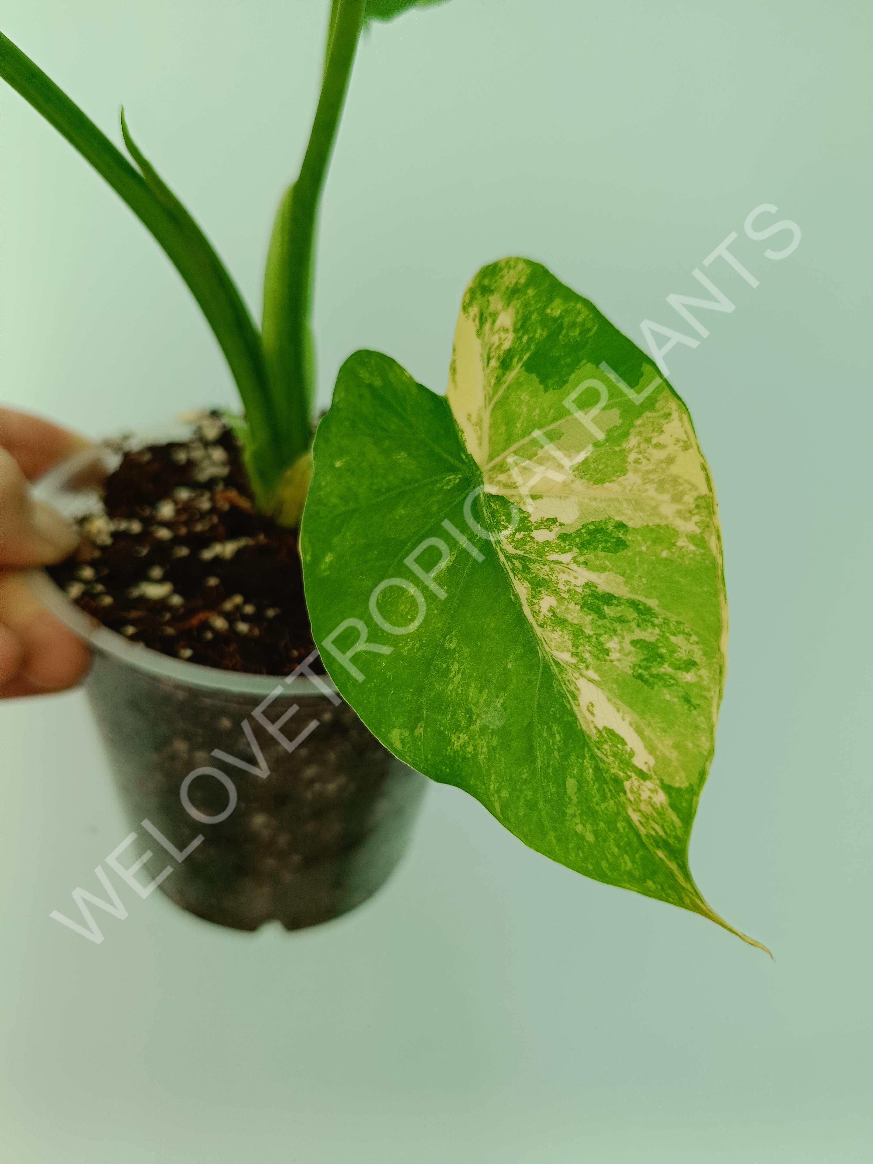 Alocasia odora gageana variegata aurea