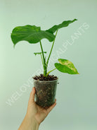 Alocasia odora gageana variegata aurea