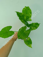 Alocasia odora gageana variegata aurea