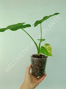 Alocasia odora gageana variegata aurea