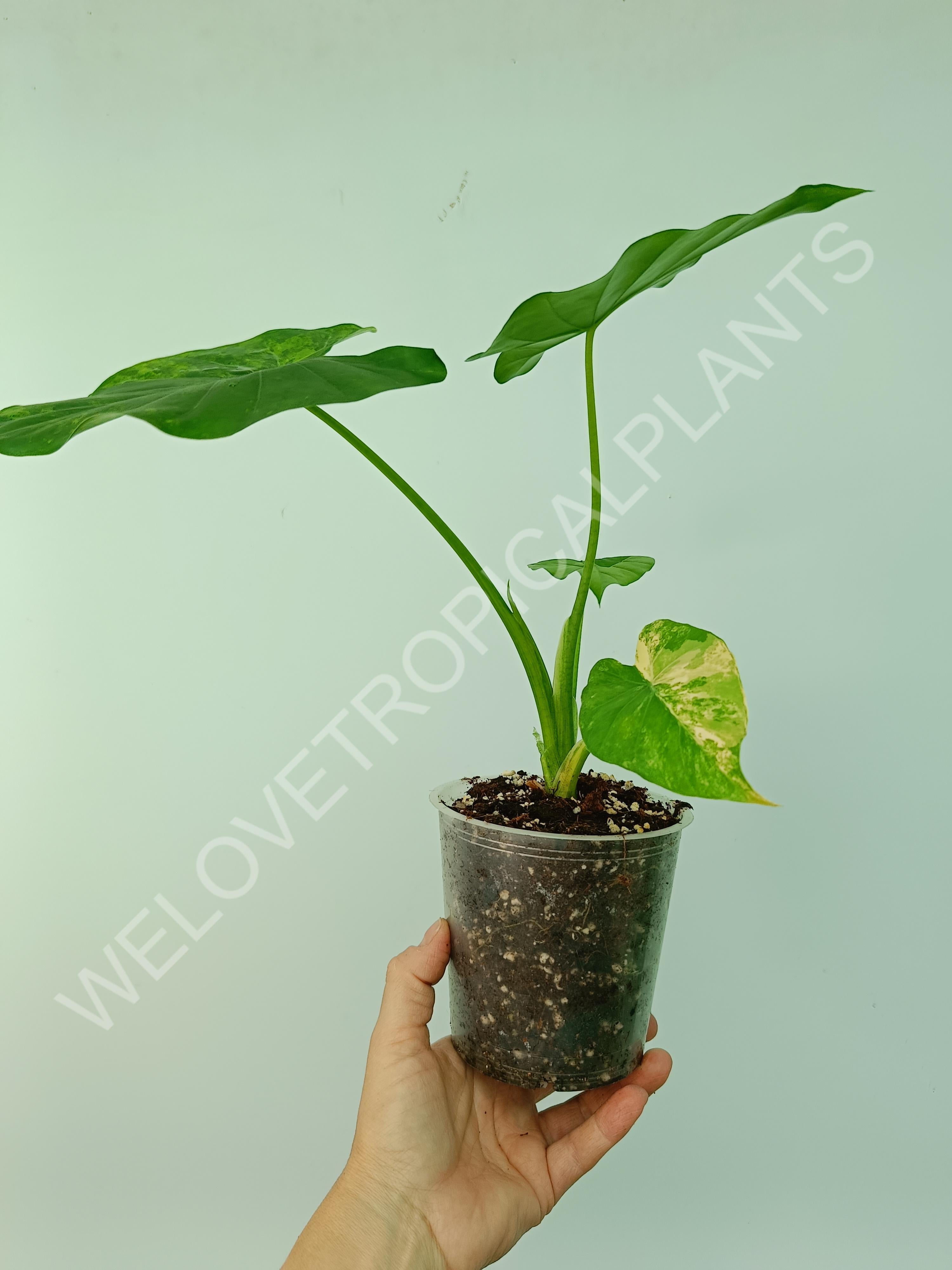 Alocasia odora gageana variegata aurea