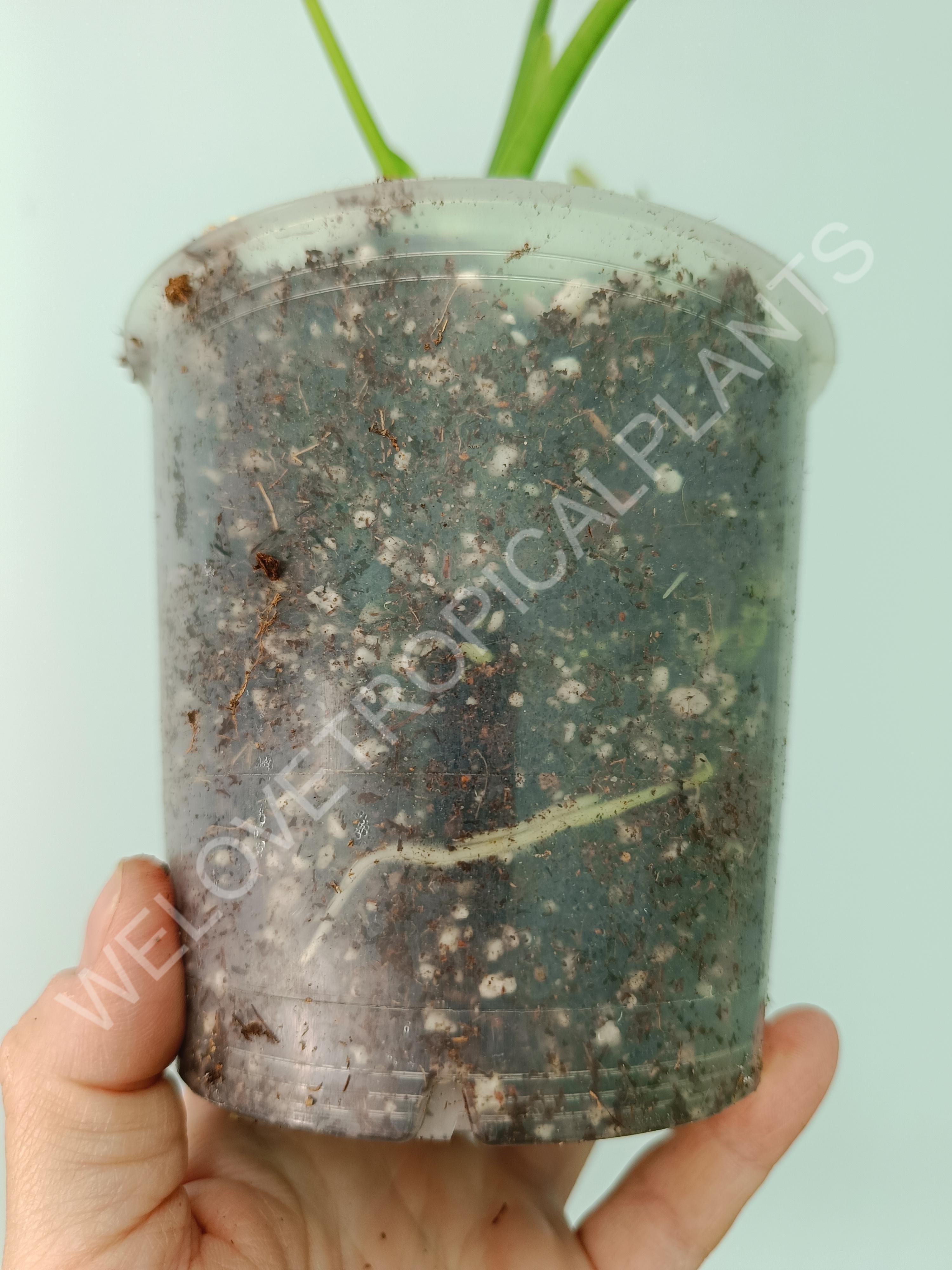 Alocasia odora gageana variegata aurea