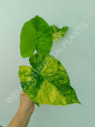 Alocasia odora gageana variegata aurea