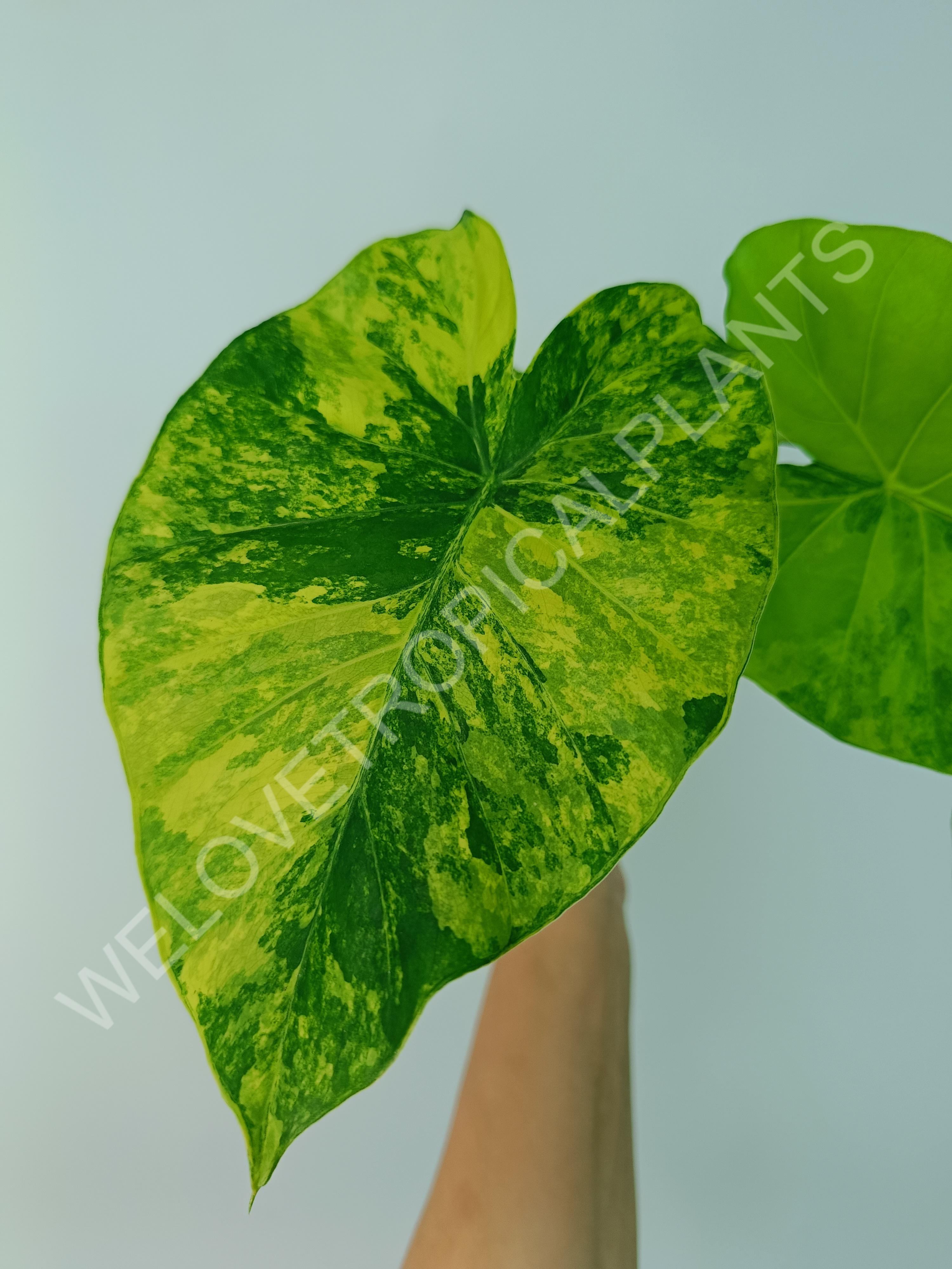 Alocasia odora gageana variegata aurea