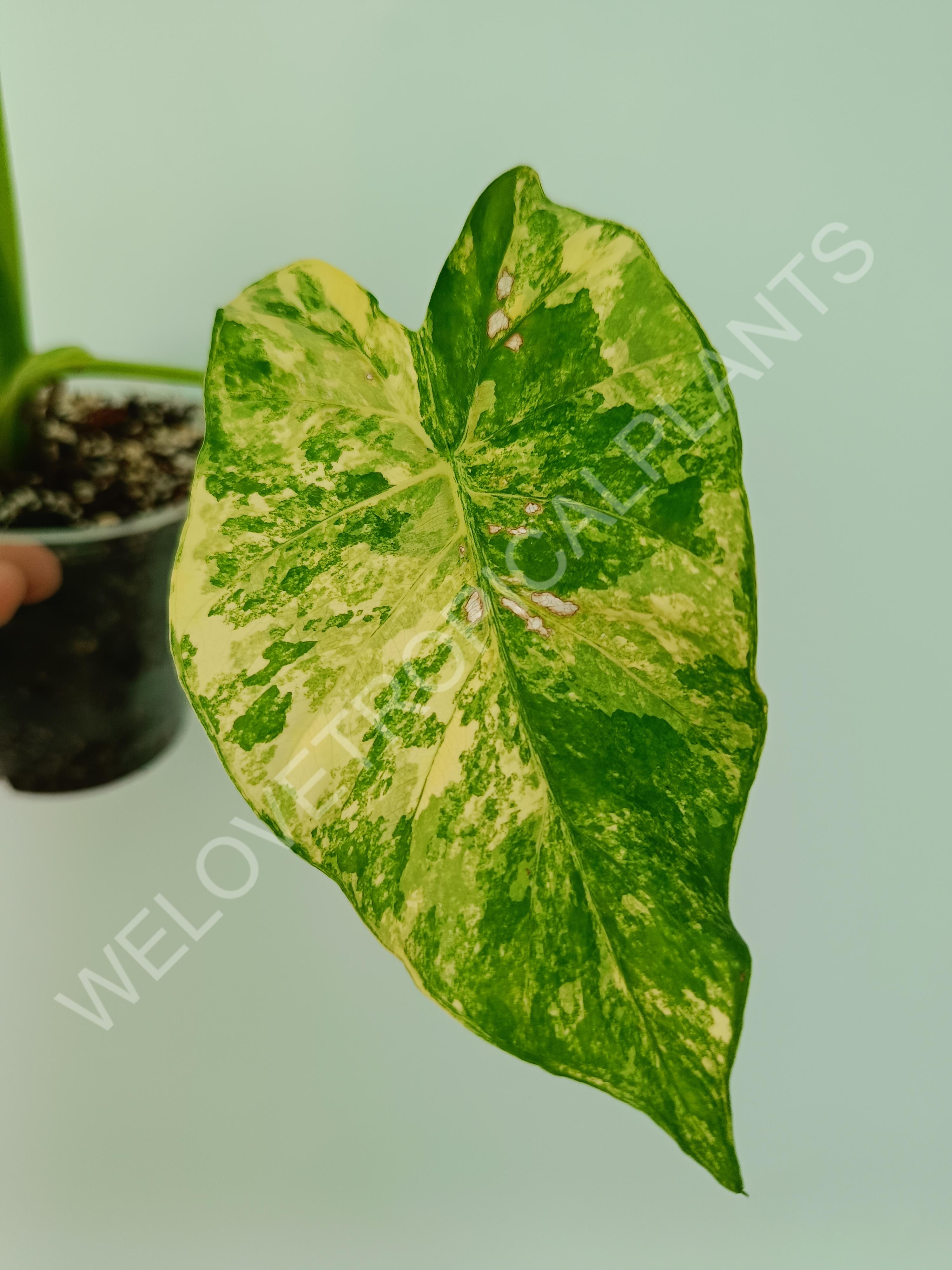 Alocasia odora gageana variegata aurea