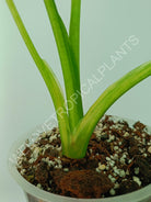 Alocasia odora gageana variegata aurea