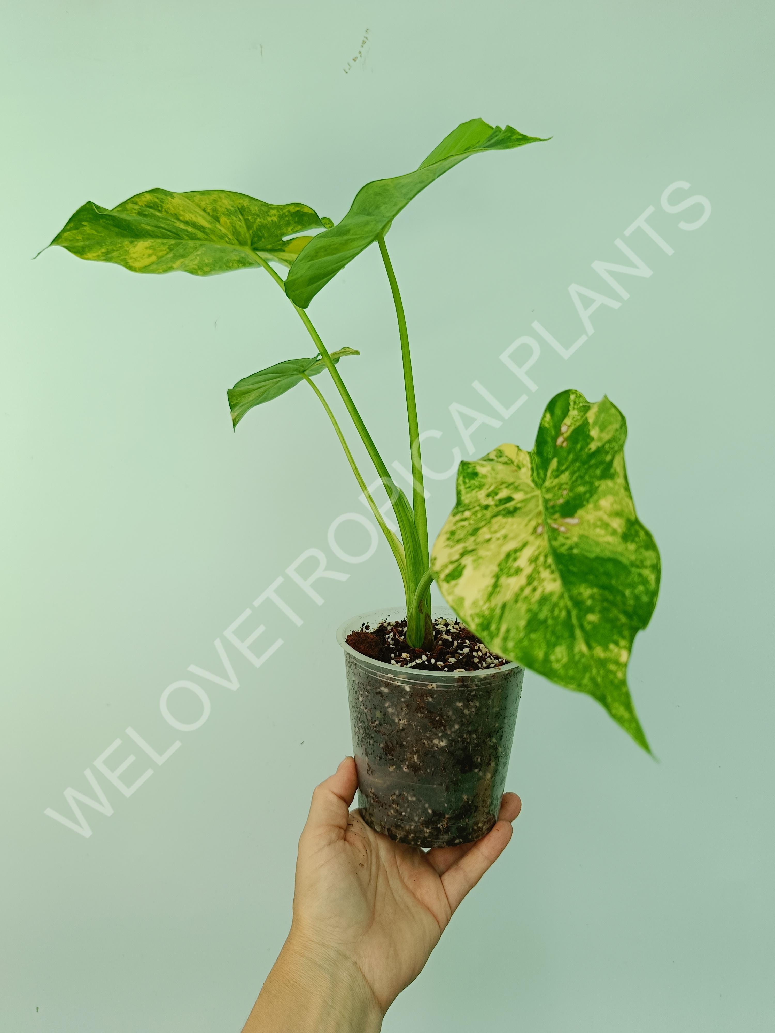 Alocasia odora gageana variegata aurea