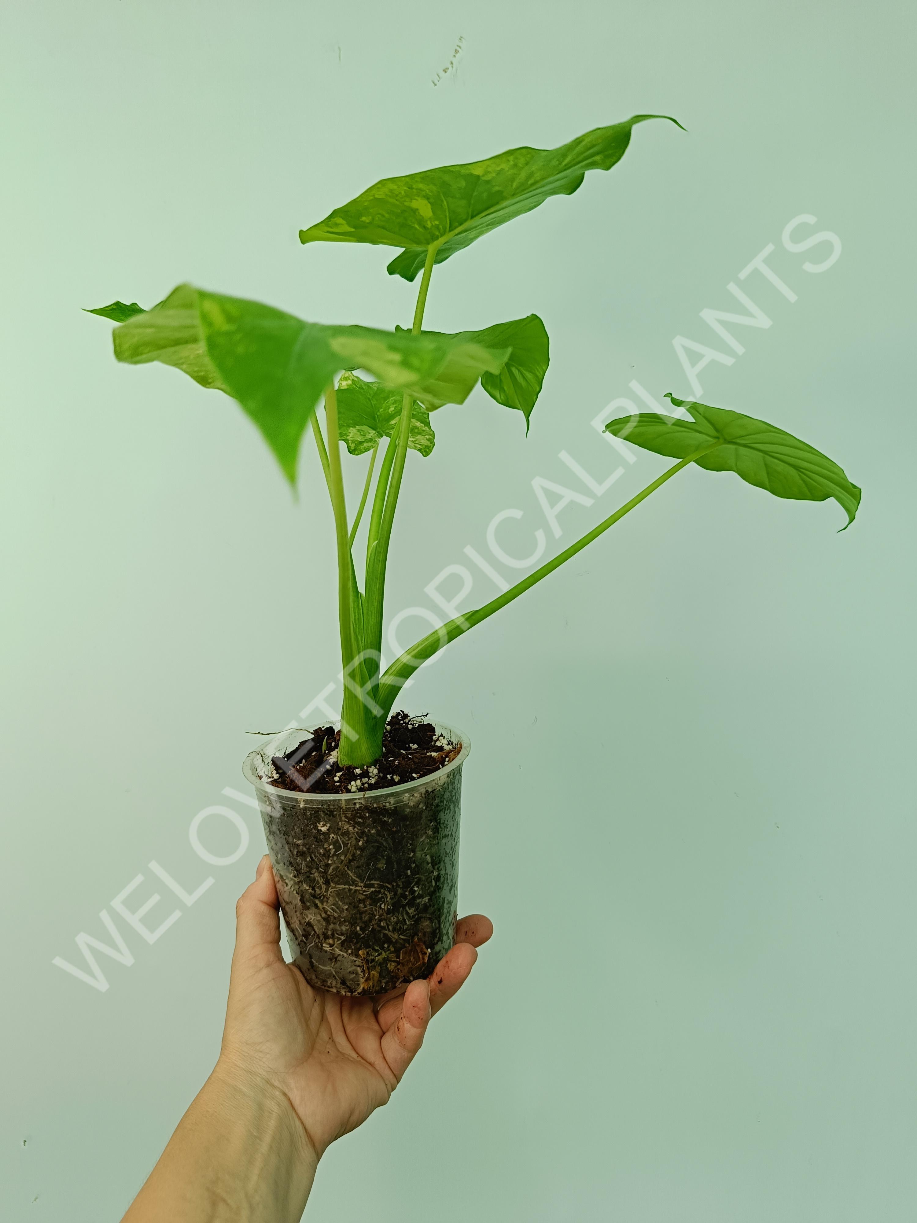 Alocasia odora gageana variegata aurea