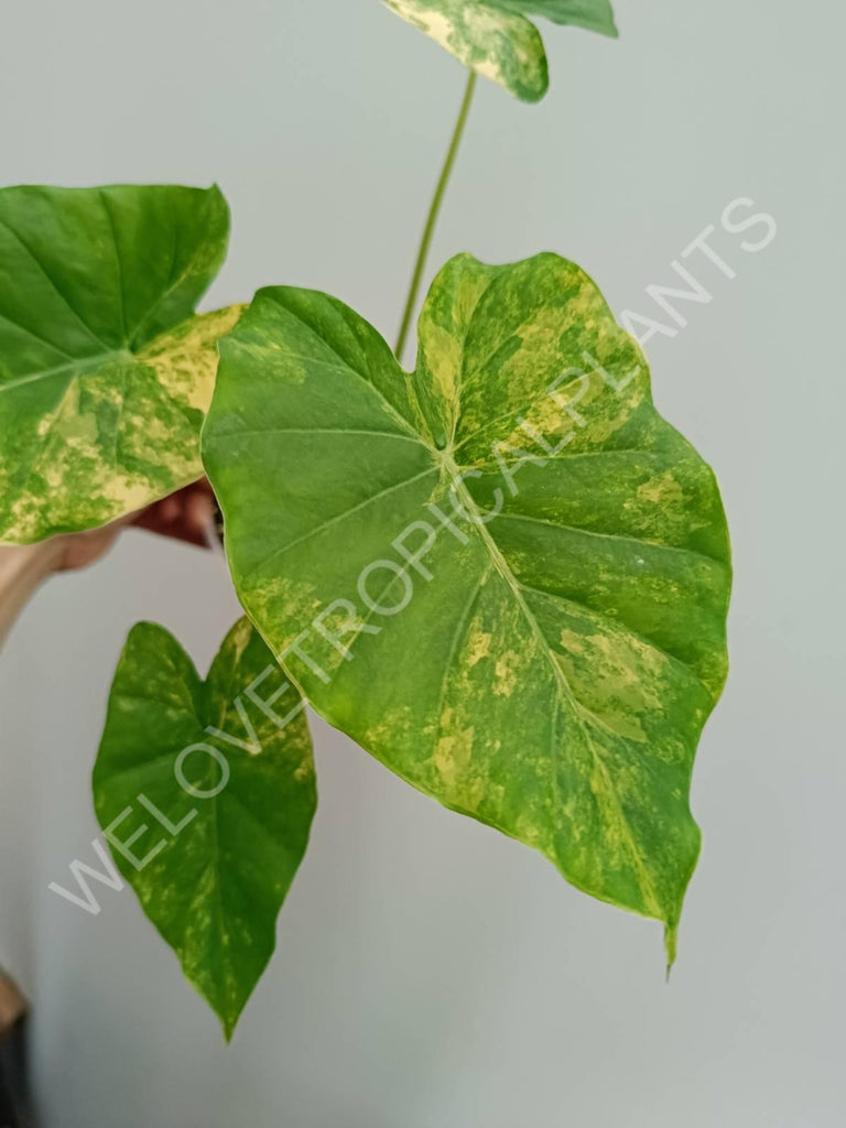 Alocasia odora gageana variegata aurea