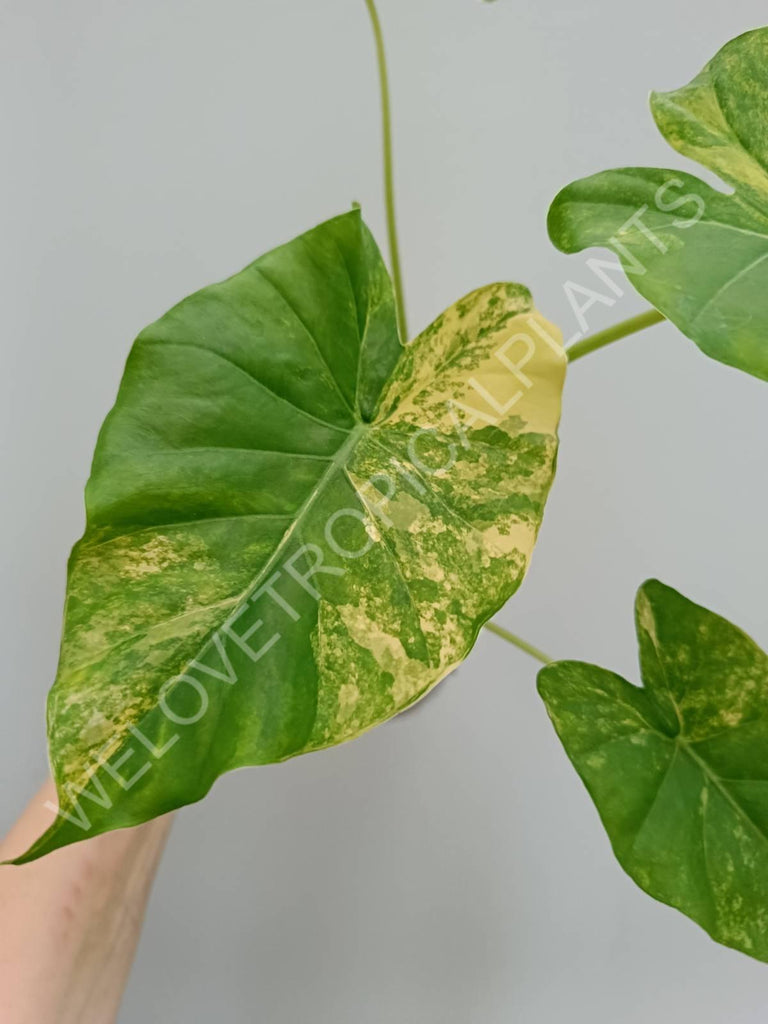 Alocasia odora gageana variegata aurea