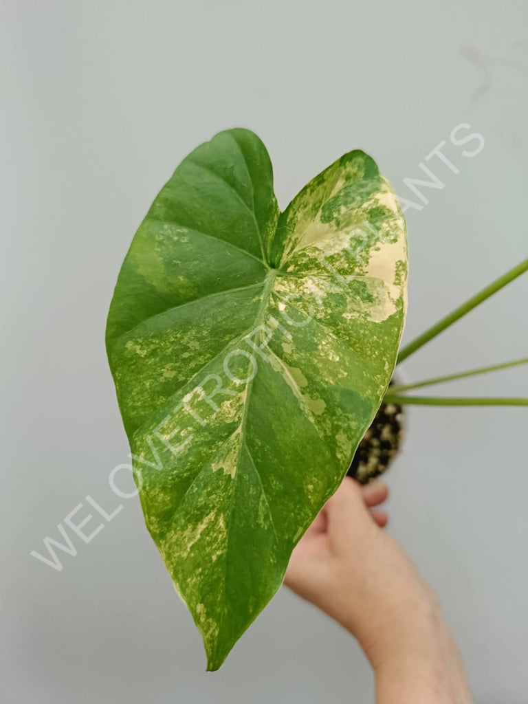 Alocasia odora gageana variegata aurea