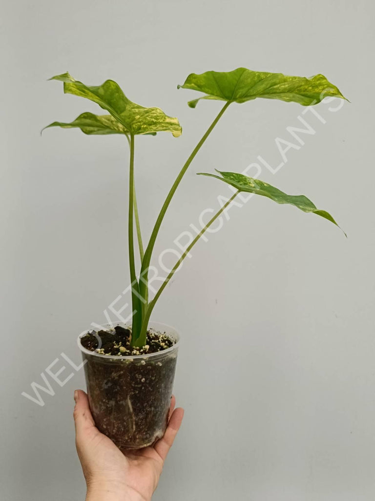 Alocasia odora gageana variegata aurea