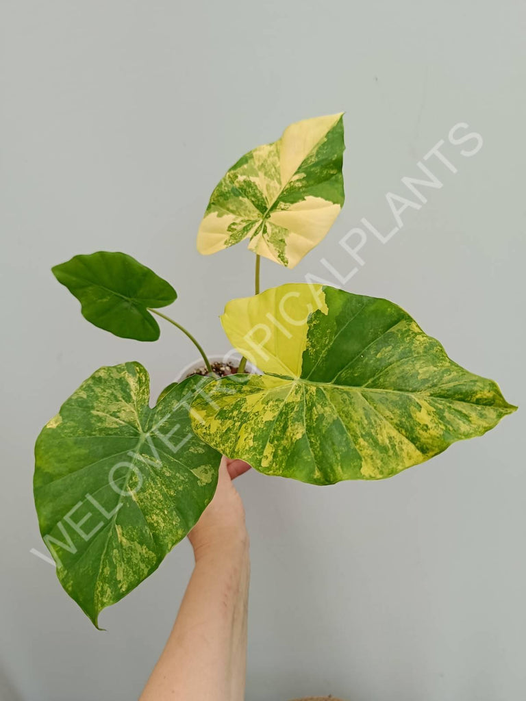 Alocasia odora gageana variegata aurea