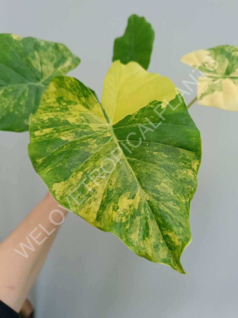 Alocasia odora gageana variegata aurea