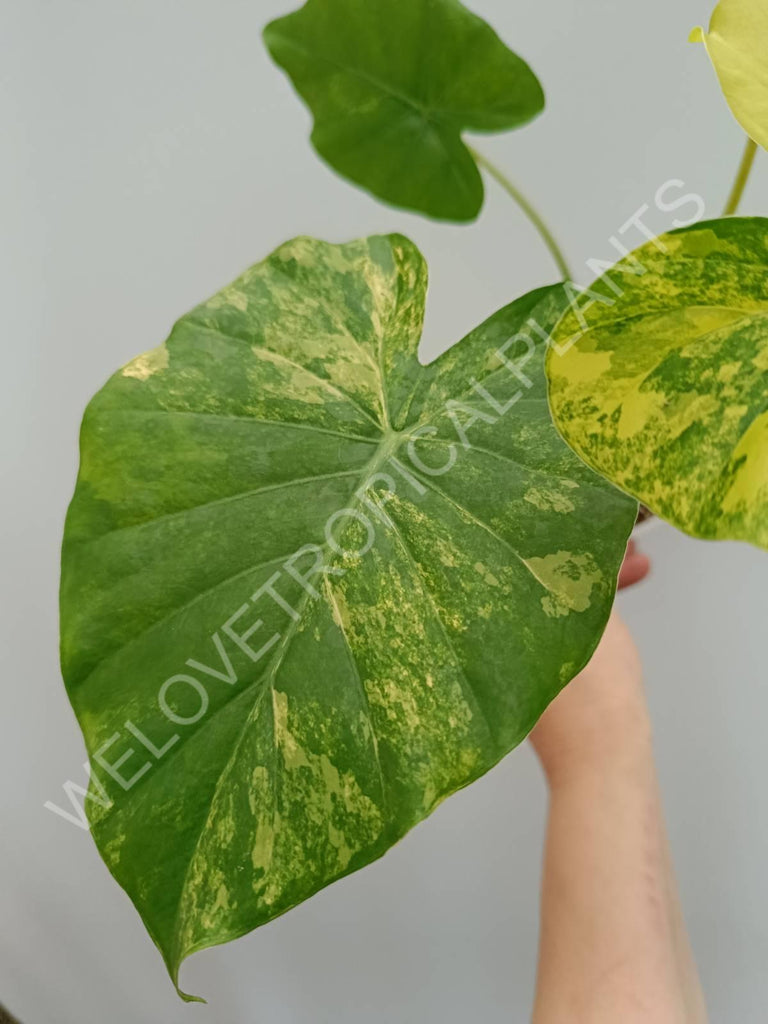 Alocasia odora gageana variegata aurea