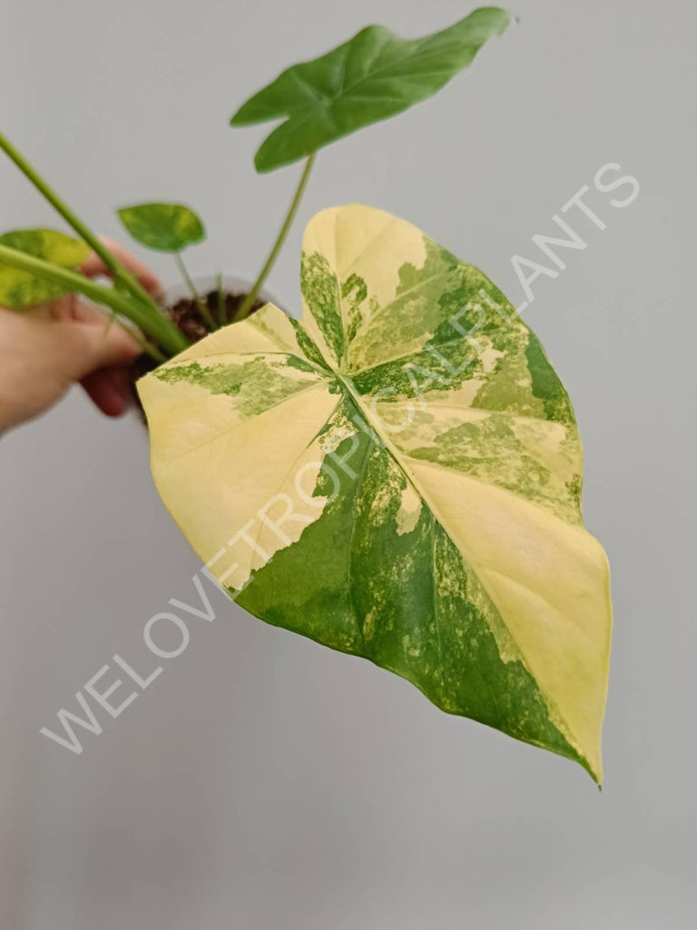 Alocasia odora gageana variegata aurea