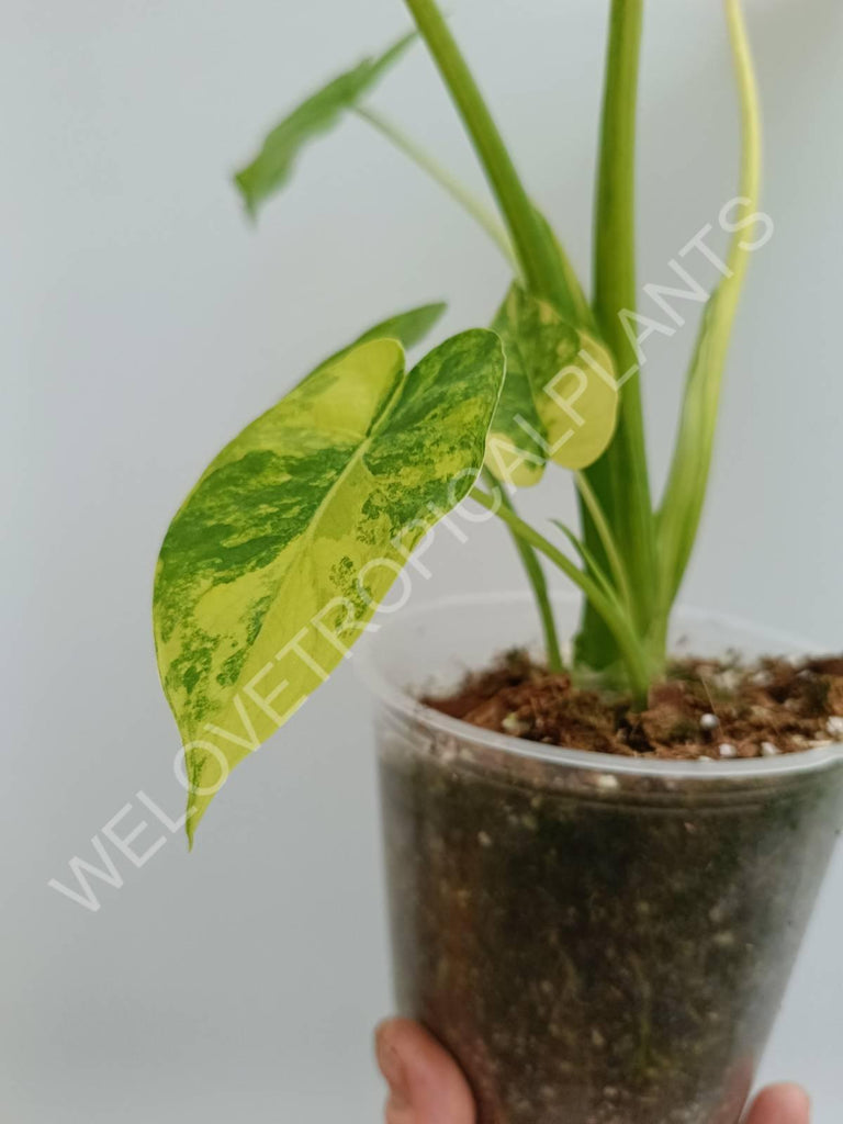 Alocasia odora gageana variegata aurea