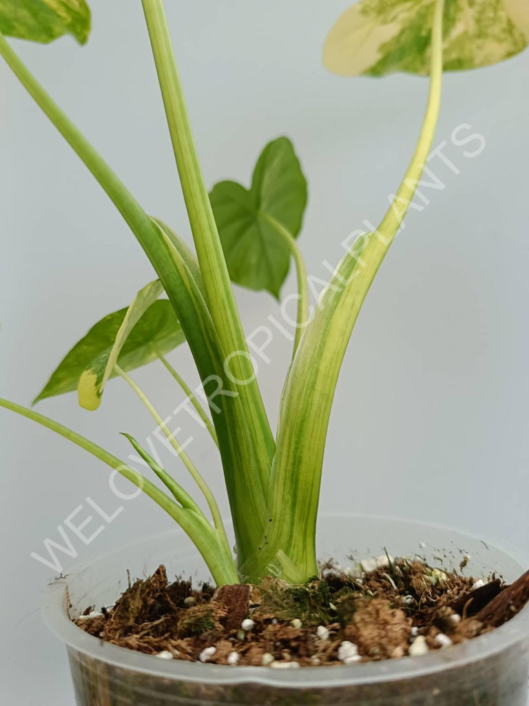 Alocasia odora gageana variegata aurea