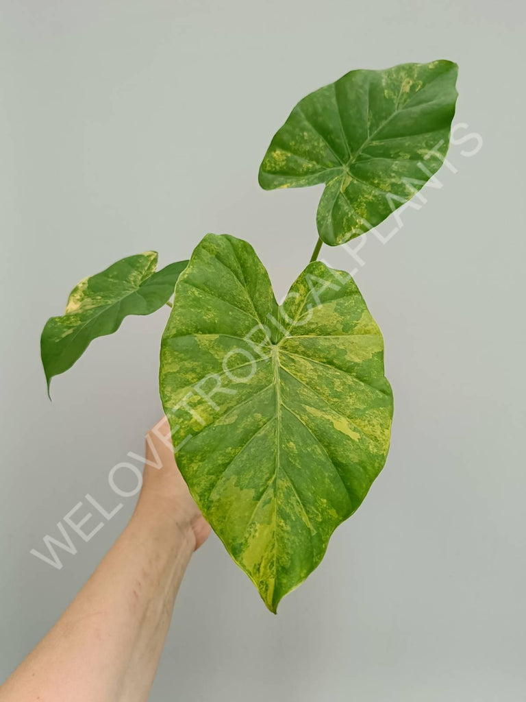 Alocasia odora gageana variegata aurea