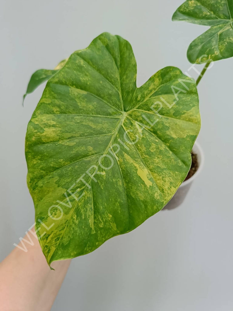 Alocasia odora gageana variegata aurea