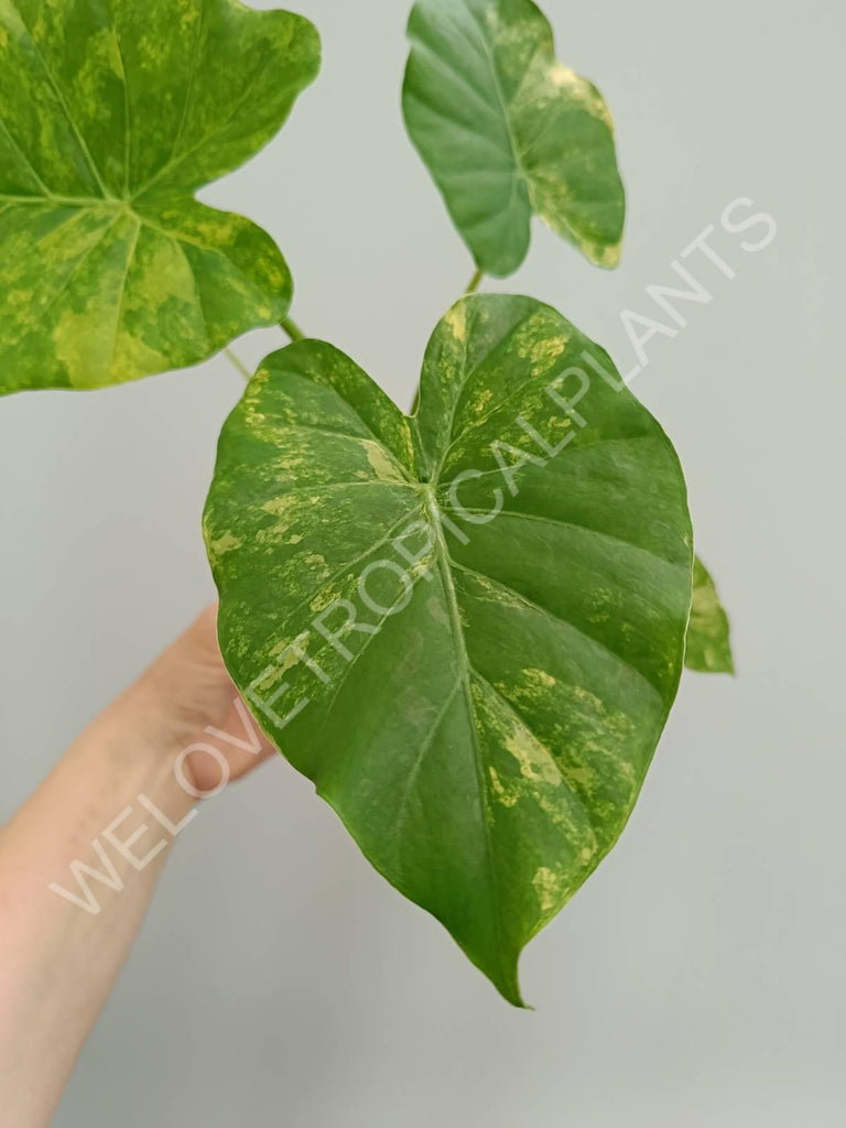 Alocasia odora gageana variegata aurea